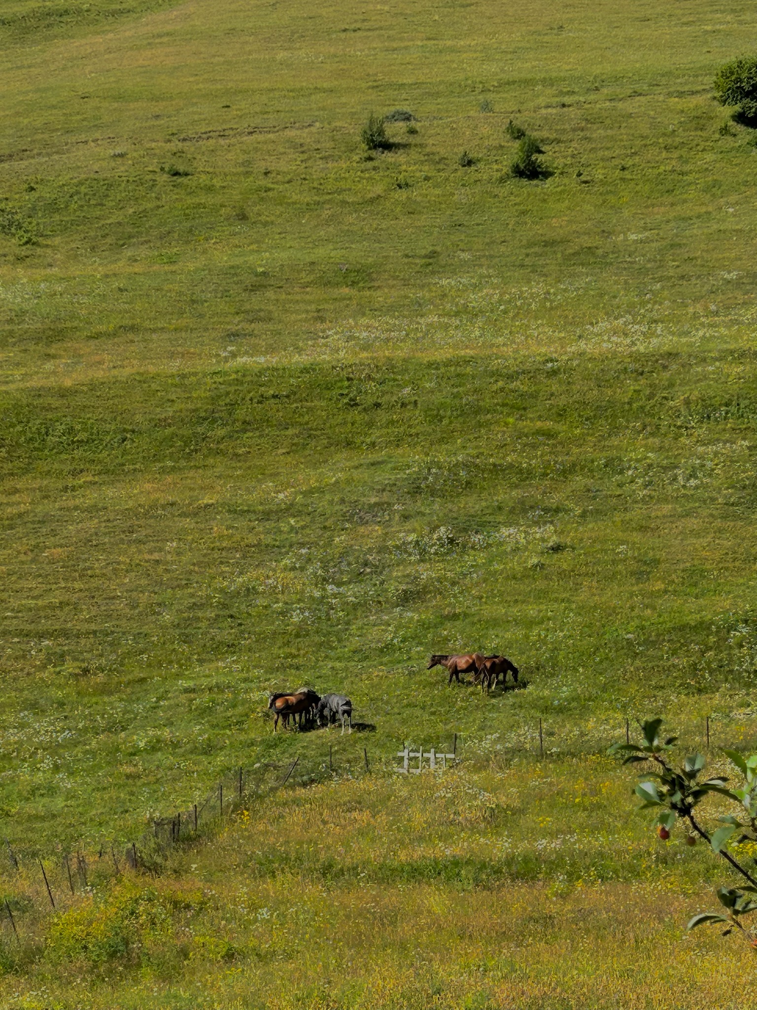 Amisha Bansal professional portrait 2024 - USC Viterbi computer science student Los Angeles NYC software engineer photography