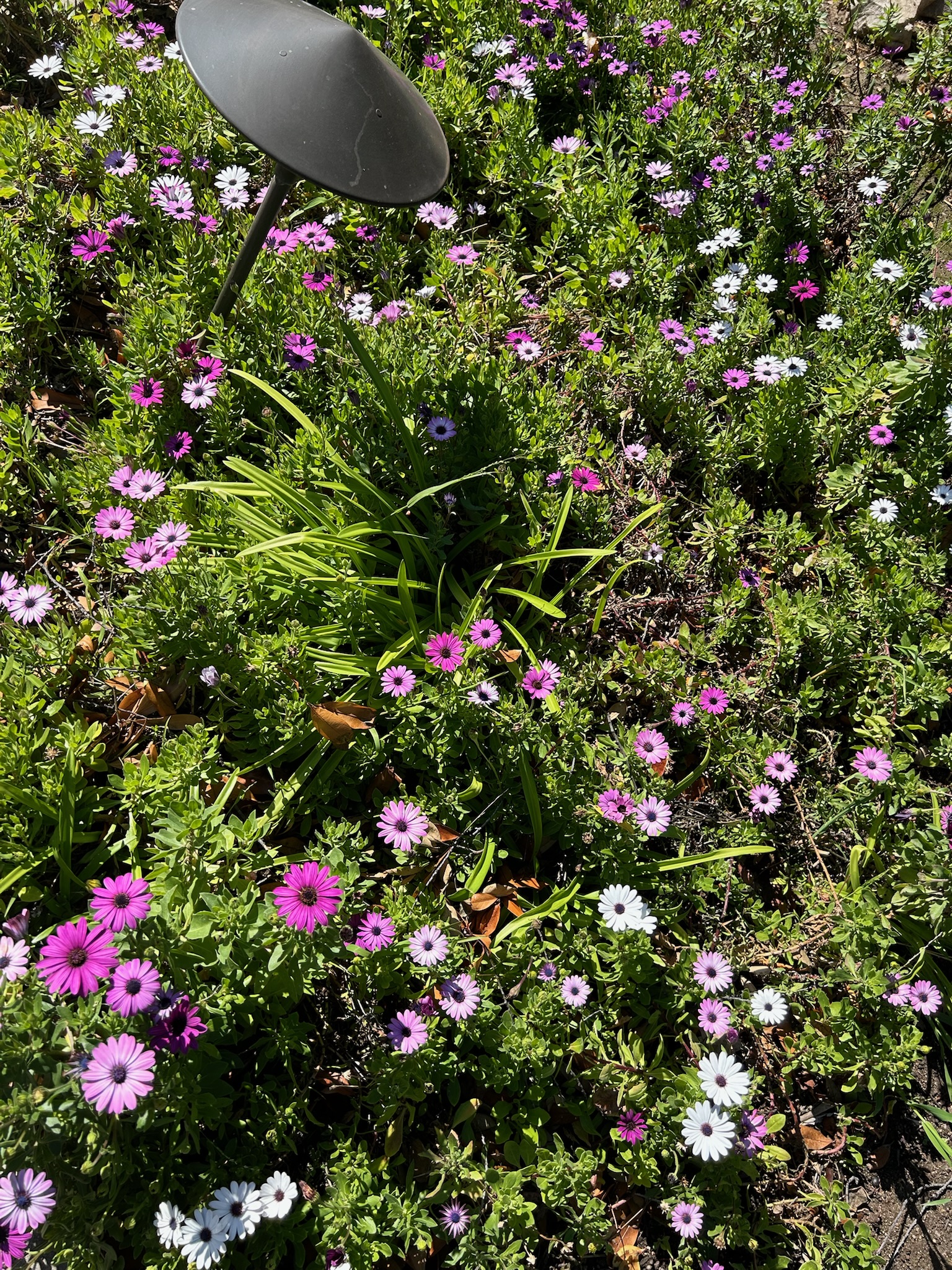 Amisha Bansal creative portrait session 2024 - USC Viterbi computer science student Los Angeles NYC software engineer photography